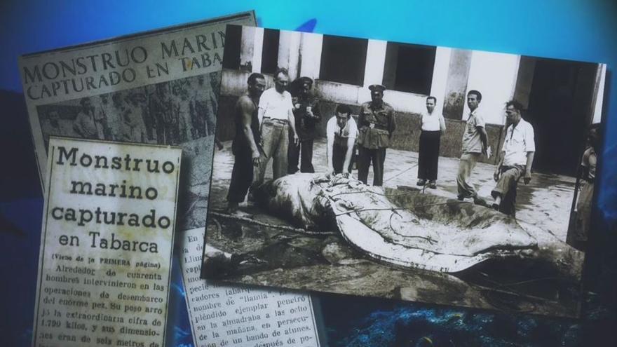 Aquel &quot;monstruo marino&quot; de 6 metros de largo capturado en Tabarca