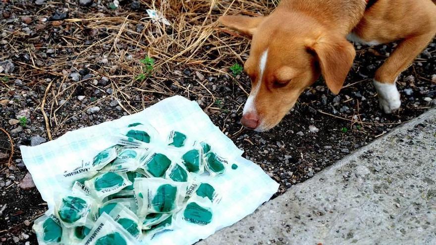 Un perro olisquea varias pastillas de matarratas en Mieres.