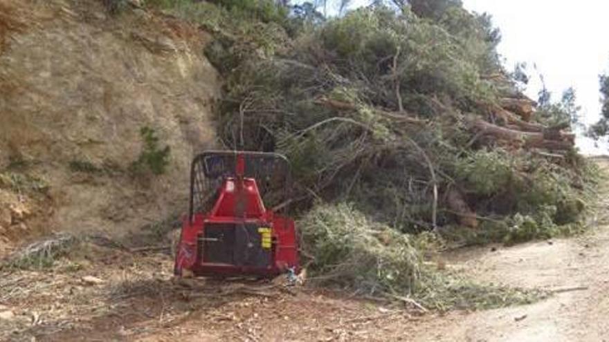 Los ecologistas denuncian la deforestación en un paraje de Serra