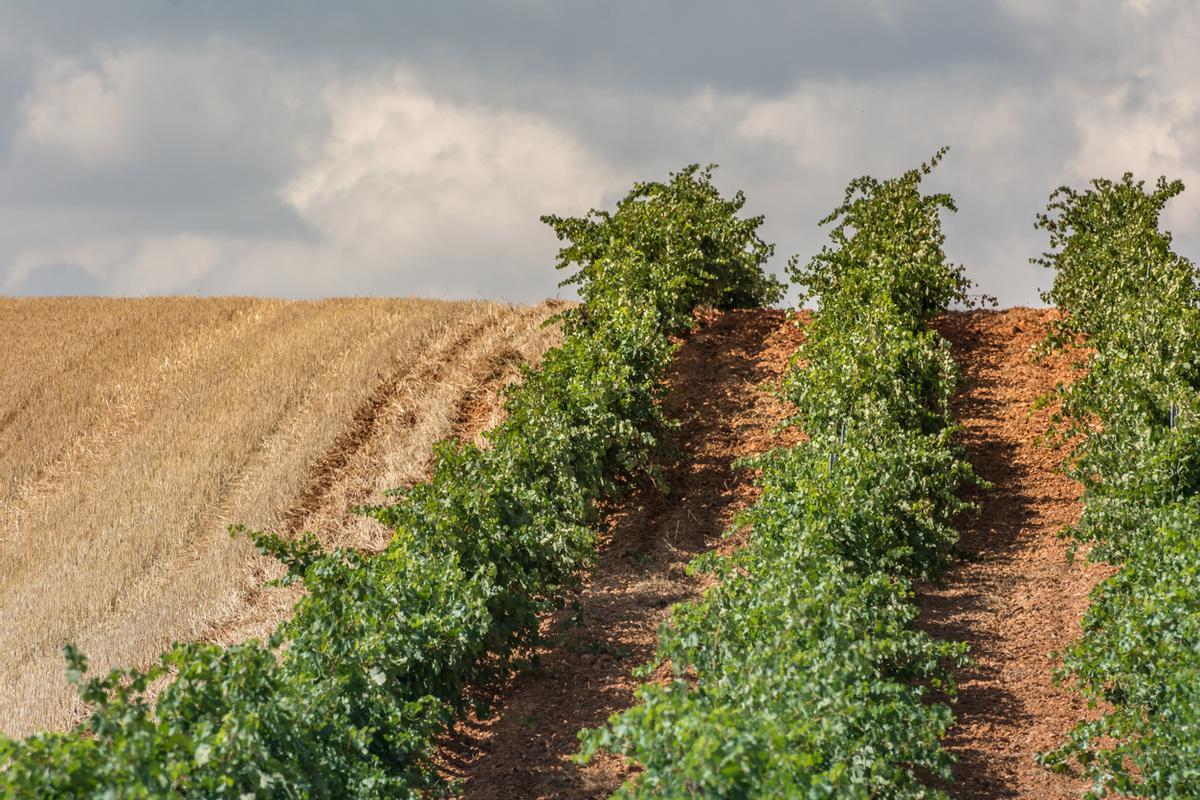 Paisaje de viñas en Zamora