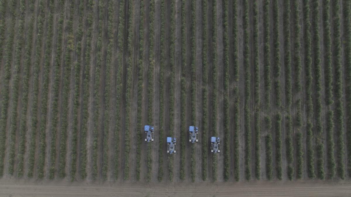 Máquinas trabajando en un olivar que ha sido plantado en seto, según la innovación de Agromillora.