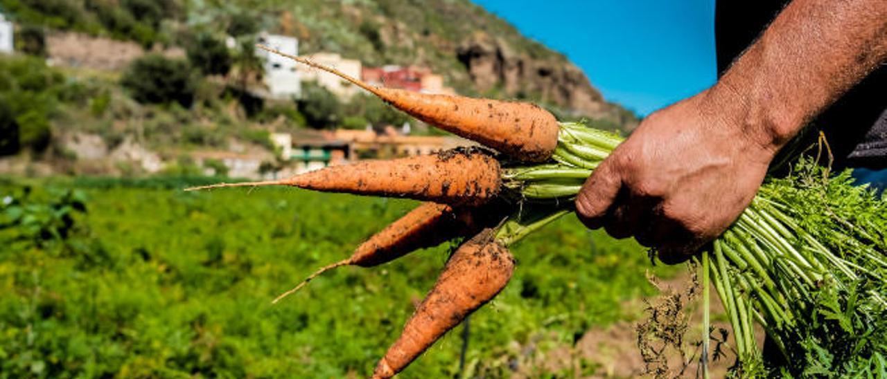 Foto de archivo de una cosecha de zanahorias.