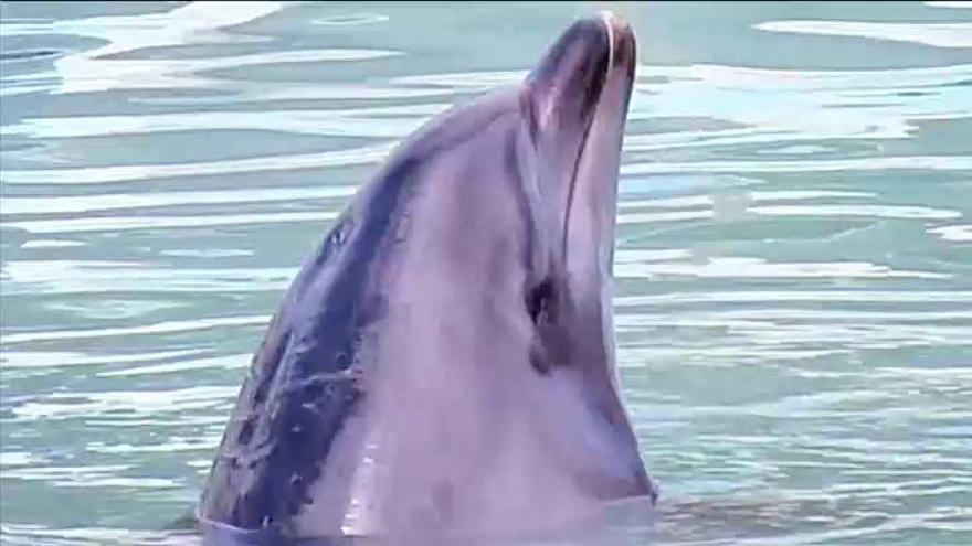 Movilización en Japón para intentar salvar a un delfín que se está volviendo loco
