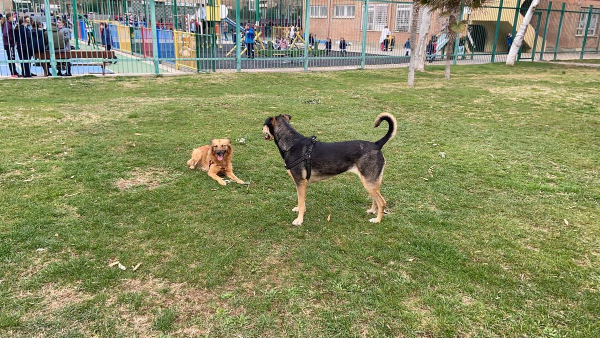 Dory y Luna jugando en el parque de los Poetas de Zaragoza.