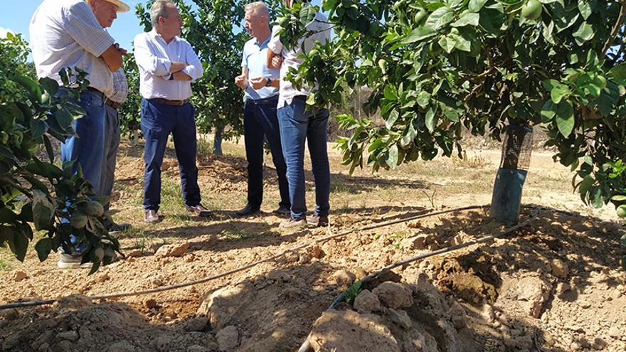 Los jabalíes destrozan las gomas del riego por goteo y los árboles en campos de naranjas