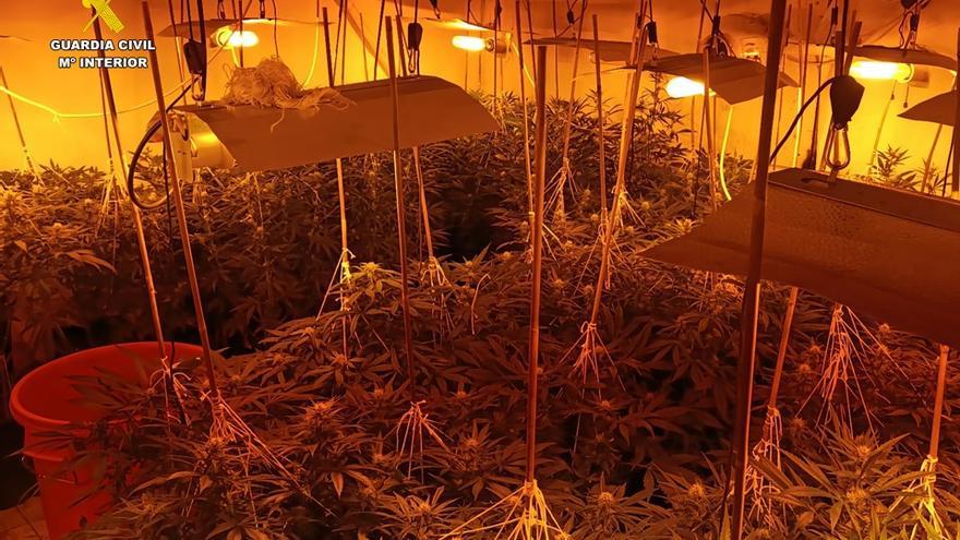 Detenidas seis personas por cultivar más de 1.600 plantas de marihuana en varios municipios de Alicante