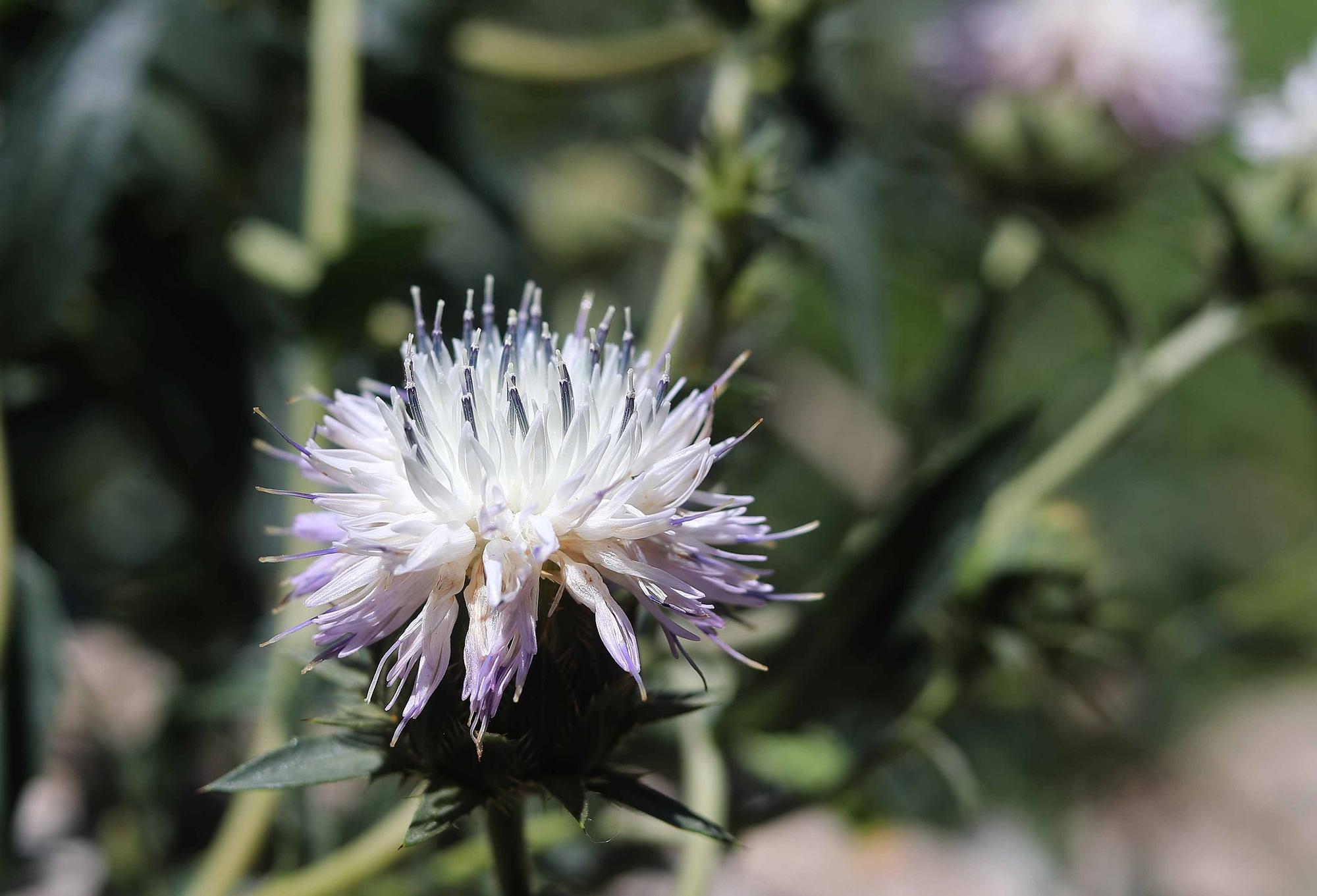 Las flores del Jardín Botánico en primavera