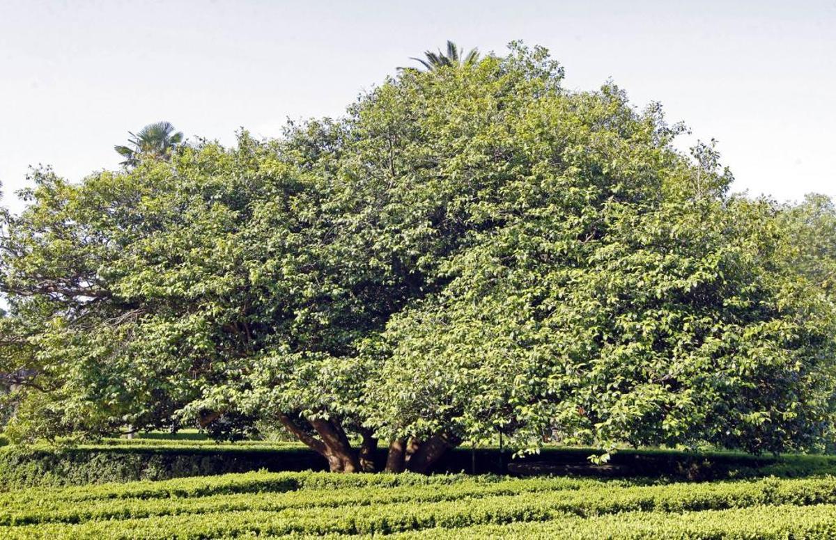 Los tesoros más verdes de Vigo