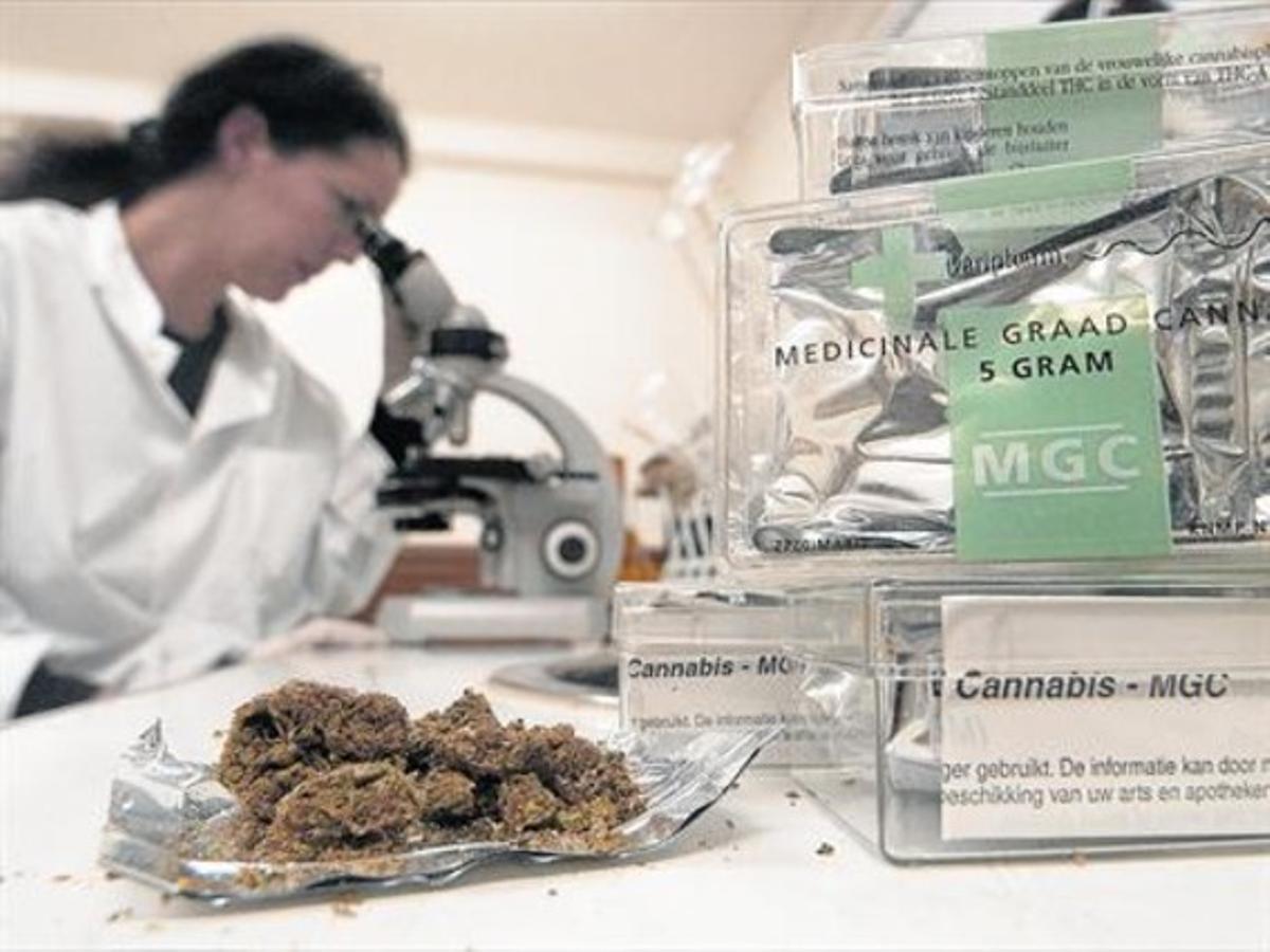 Una investigadora inspecciona muestras de cannabis en un laboratorio de la ciudad holandesa de Rotterdam. Una investigadora inspecciona muestras de cannabis en un laboratorio de la ciudad holandesa de Rotterdam.