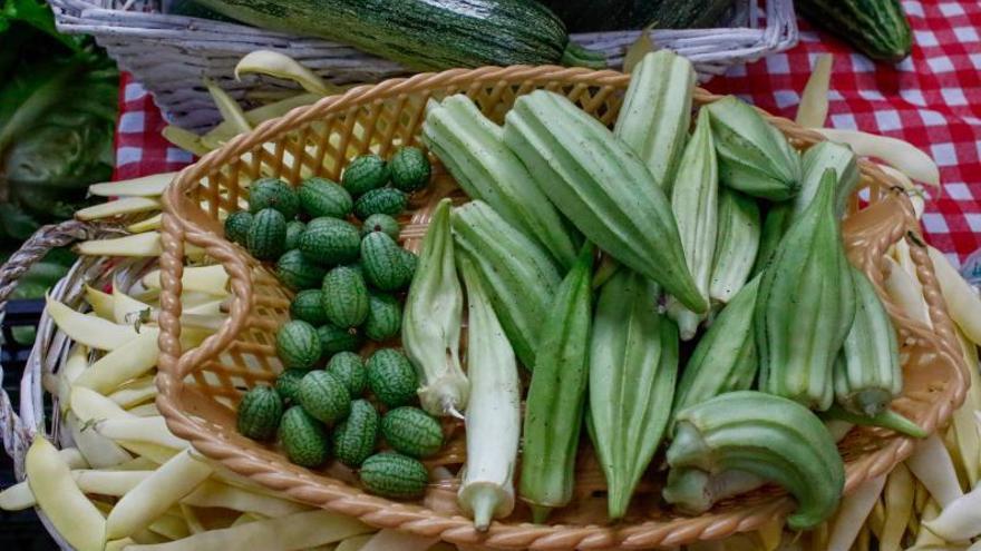 Pepinos mexicanos y ökra, considerado un “superalimento”.  | //  IÑAKI ABELLA