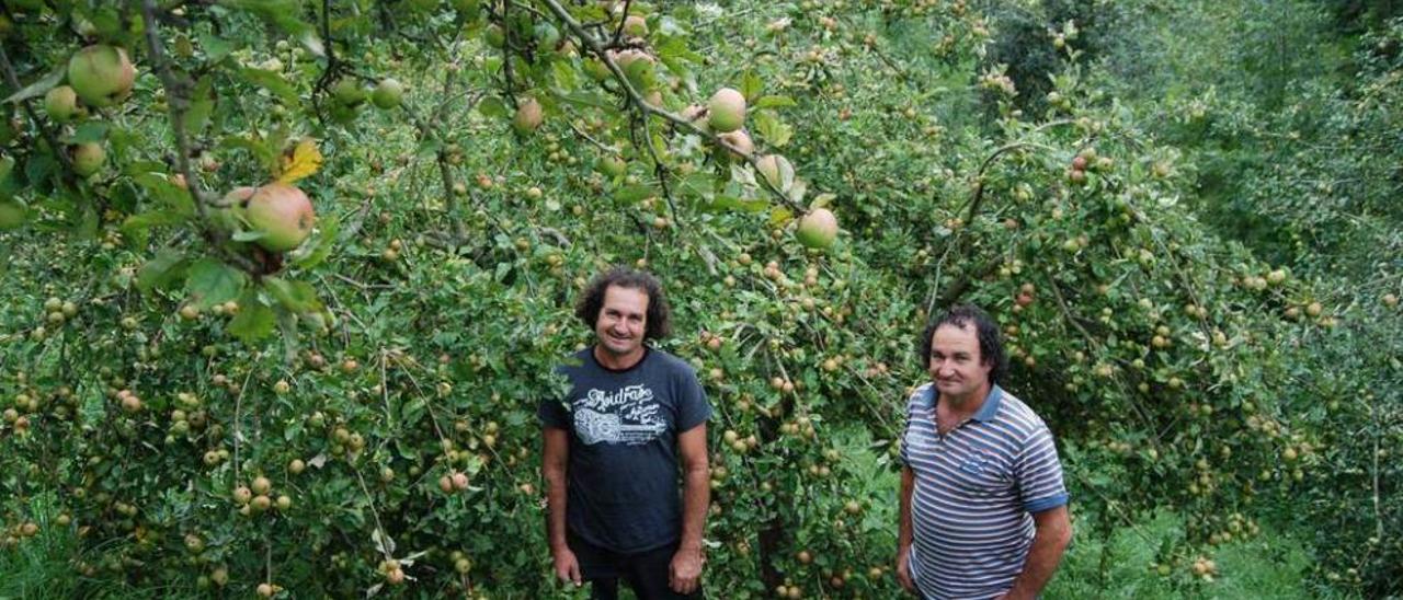 Teo y Gerardo Morís, junto a varios árboles cargados de manzanas.