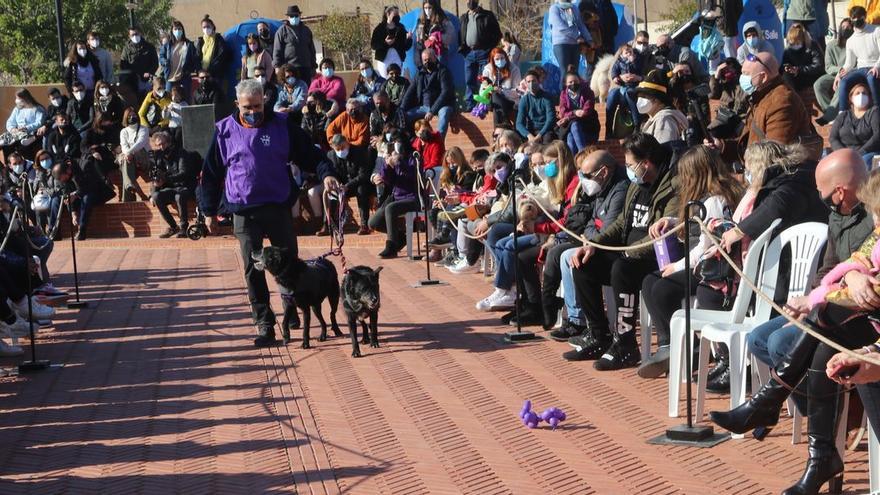 L’Alcora fomenta la tenencia y respeto animal en una nueva feria de la adopción