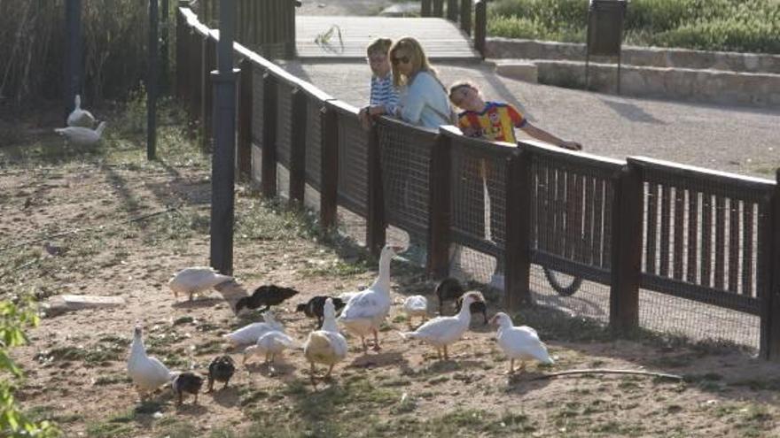 Canals pone en adopción sus patos para atajar el riesgo sanitario de la plaga