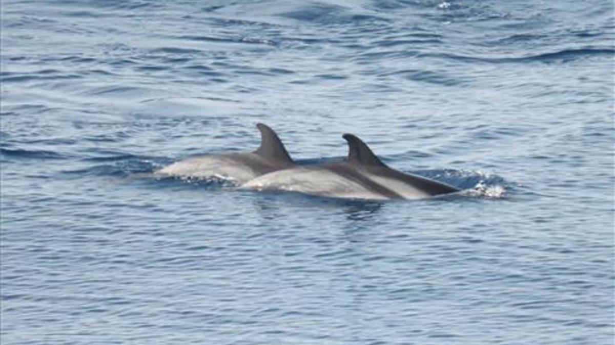 Delfines en la costa catalana, en una imagen de archivo.