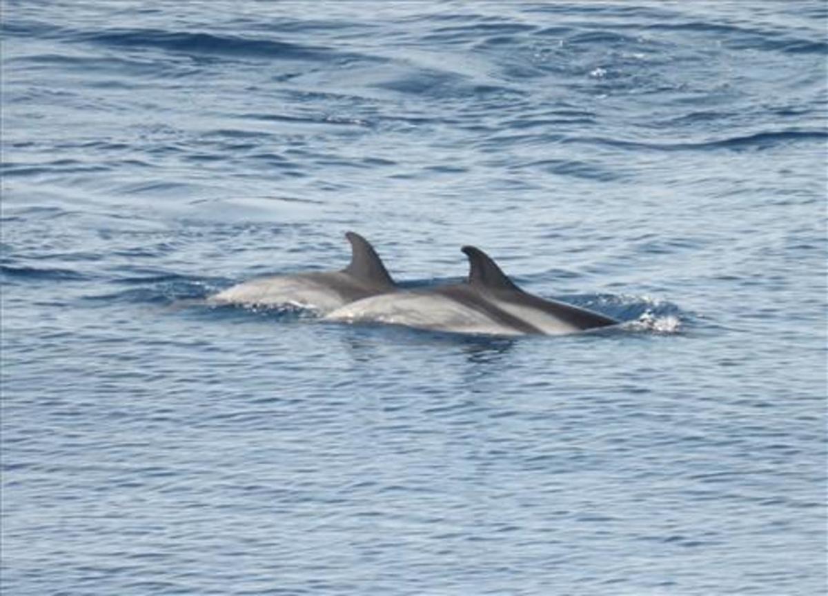 Delfines en la costa catalana, en una imagen de archivo.