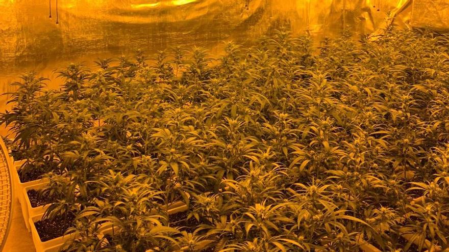 La plantació de marihuana de Llagostera