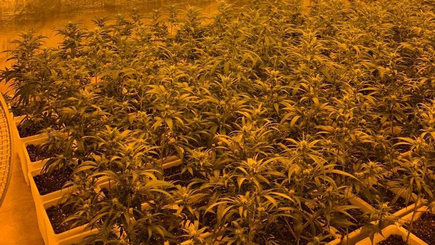 Detenen dos homes per cultivar més de 900 plantes de marihuana en una casa de Llagostera