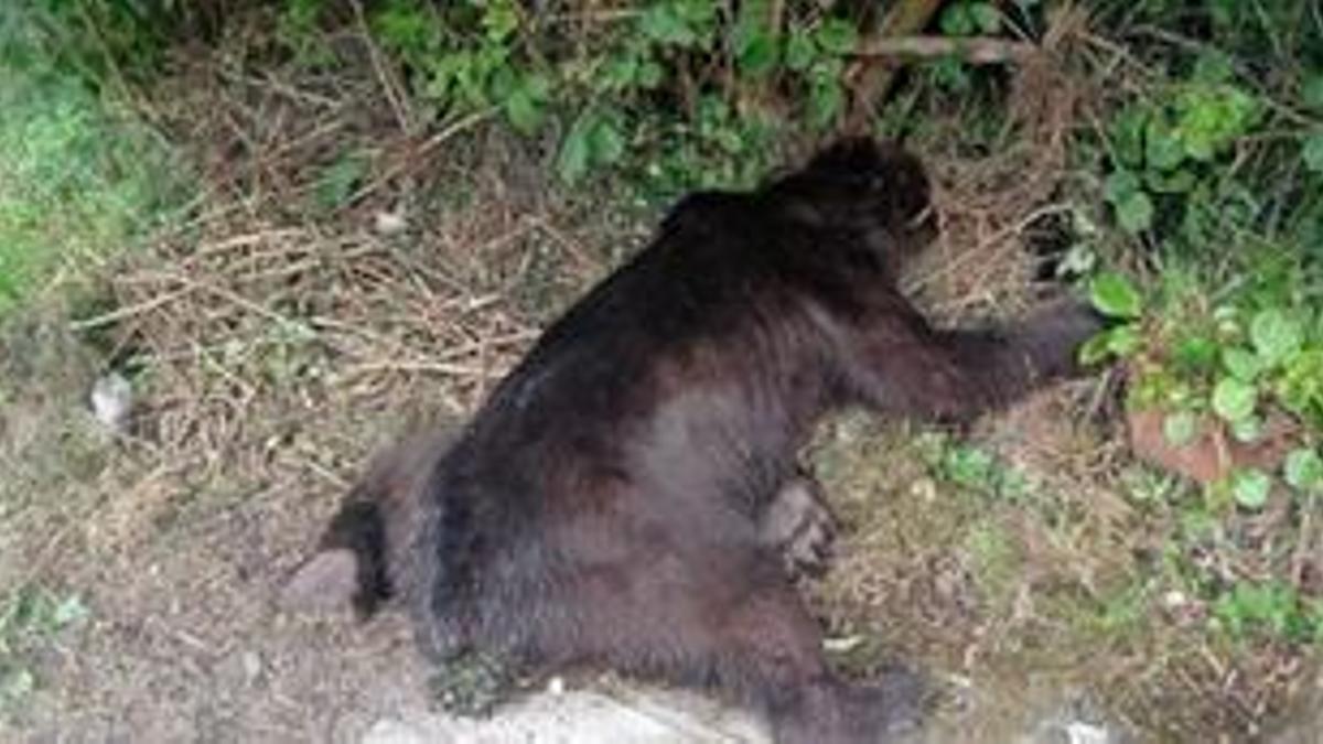 El oso muerto