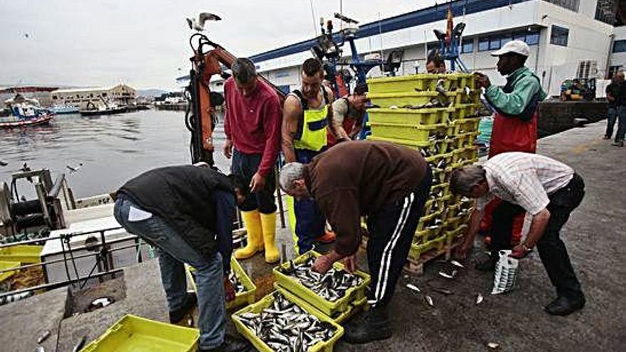 Un grupo de pescadores descargan sardina en un puerto gallego.