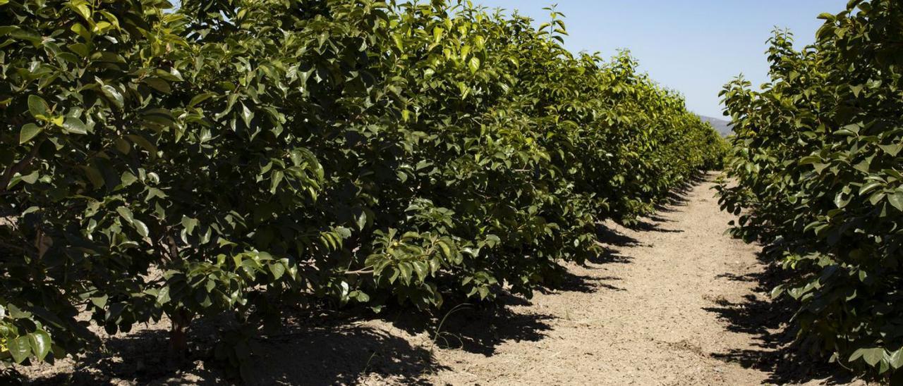 Plantaciones de caquis en pleno crecimiento.  | PERALES IBORRA