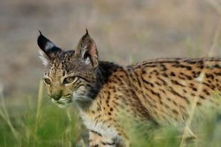 Día mundial del lince: España debe llegar a los 3.500 ejemplares para salvarlo