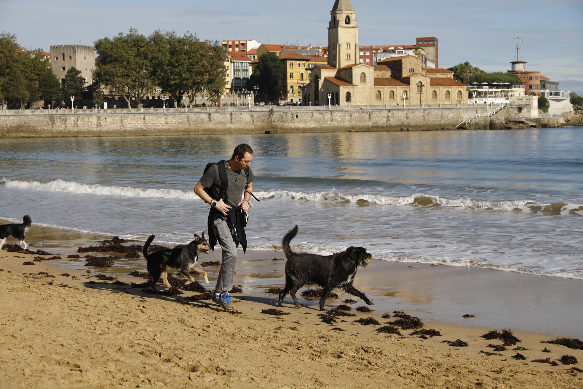 Los perros vuelven a las playas gijonesas