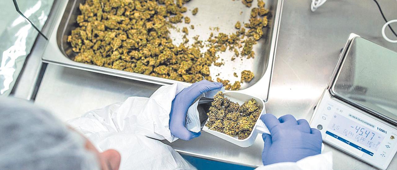 Un trabajador de la compañía BOL Pharma empaqueta marihuana medicinal.