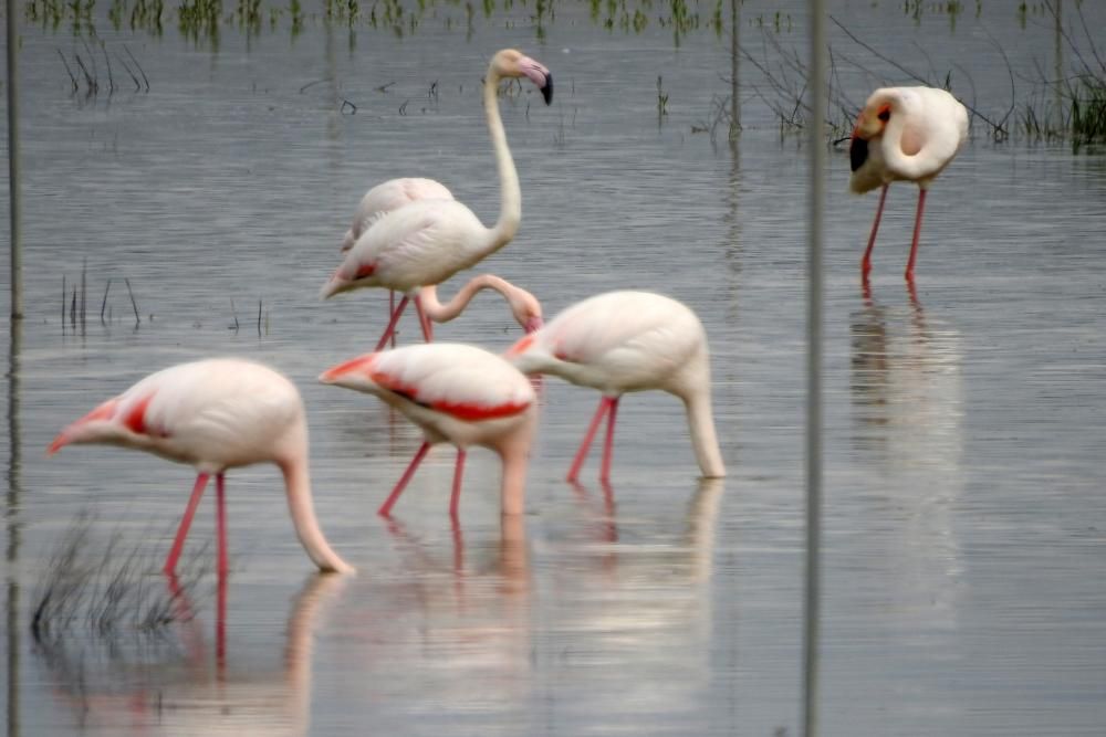 Flamencos y todo tipo de aves en la Laguna de Villena