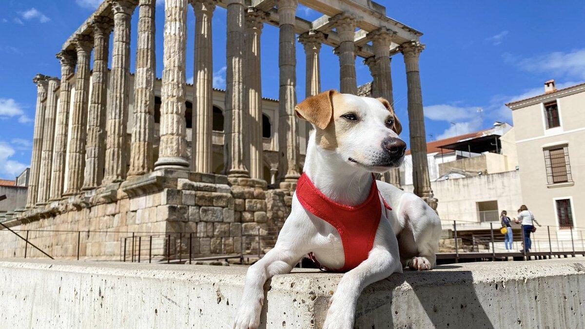 Pipper, desata la fiebre perruna en la Can We Run de Barcelona