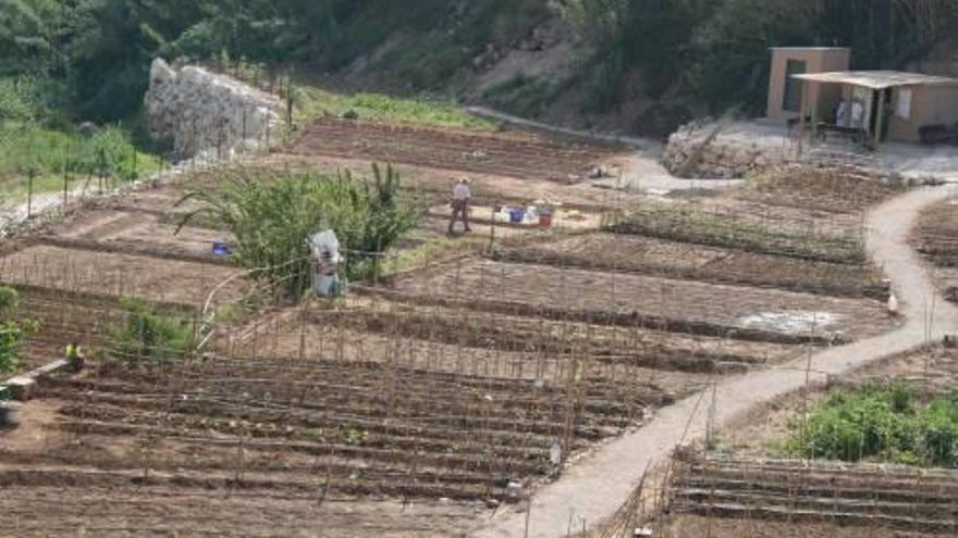 Imagen de archivo de un huerto social en Gandia.