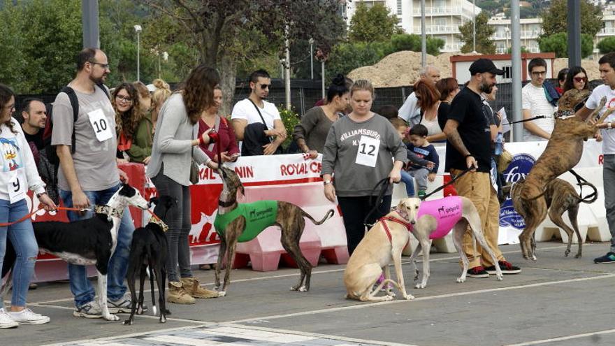 La trobada de llebrers i d&#039;altres races del diumenge