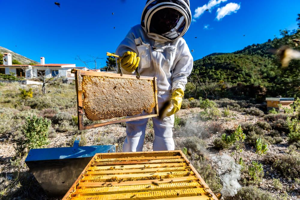 La asociación de apicultores Natur Alacant propone crear enjambres urbanos en los alrededores de las ciudades.