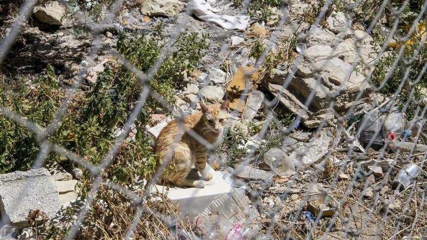 Imagen de archivo de colonia de gatos en el Casco Antiguo de Alicante.