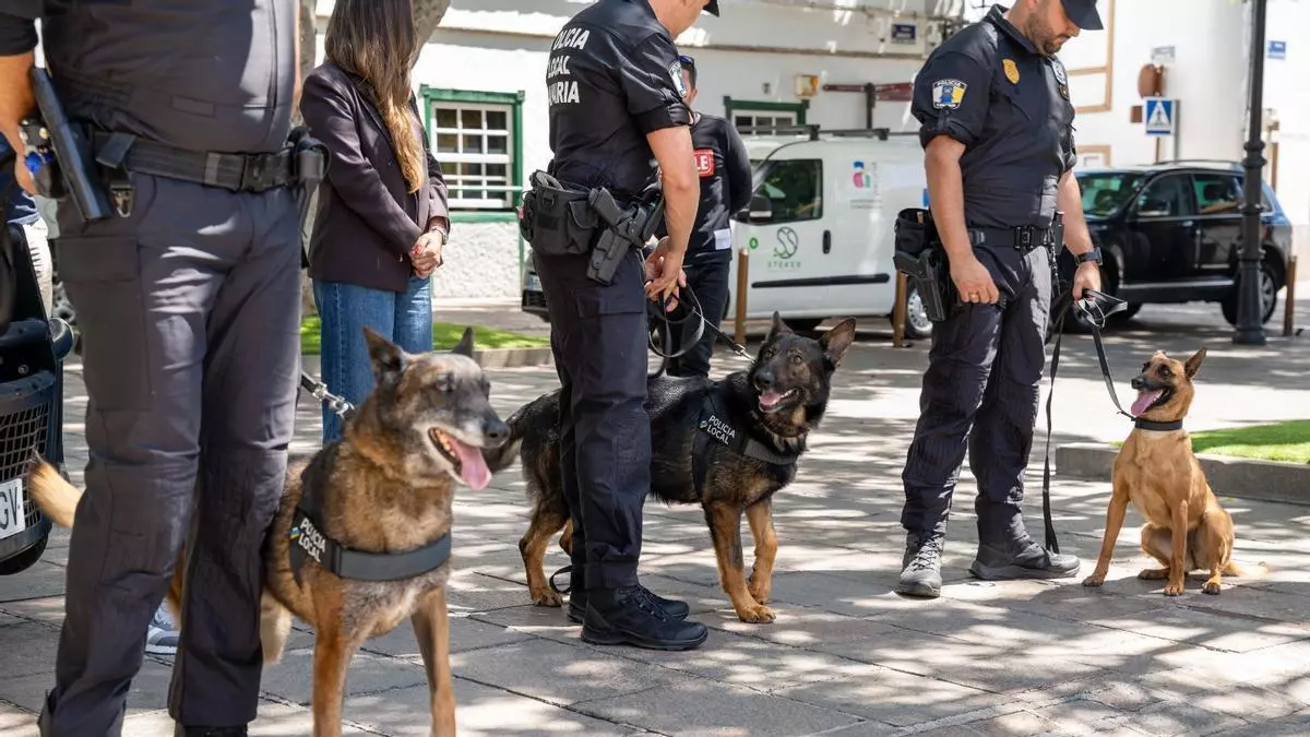 La Unidad Canina K9 de Arona consolida su trabajo con controles preventivos en calles, zonas de ocio y guaguas