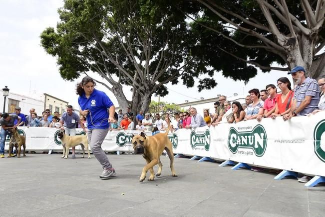 Celebración del I Certamen Nacional de perro ...