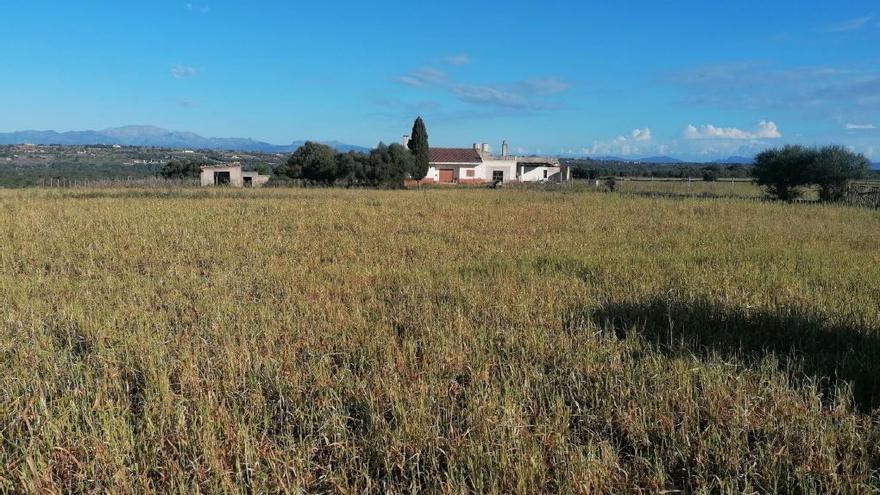 Tramitan un parque solar sobre un campo de cereales en Maria