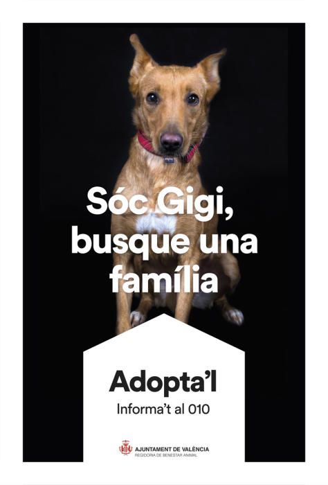 València pone cara y nombre a los perros de Benimàmet que buscan familia de adopción
