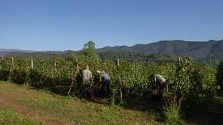 La Vall de Bianya, en La Garrotxa, recupera la viticultura