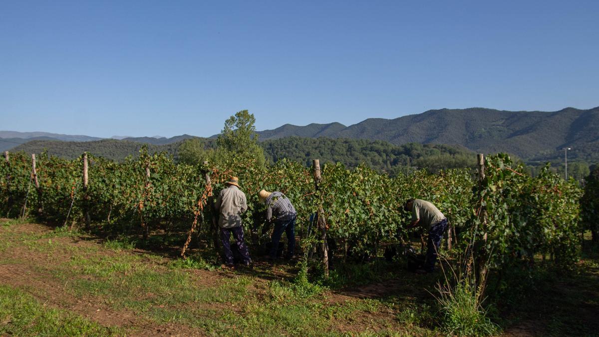 Viticultures trabajando en los viñedos