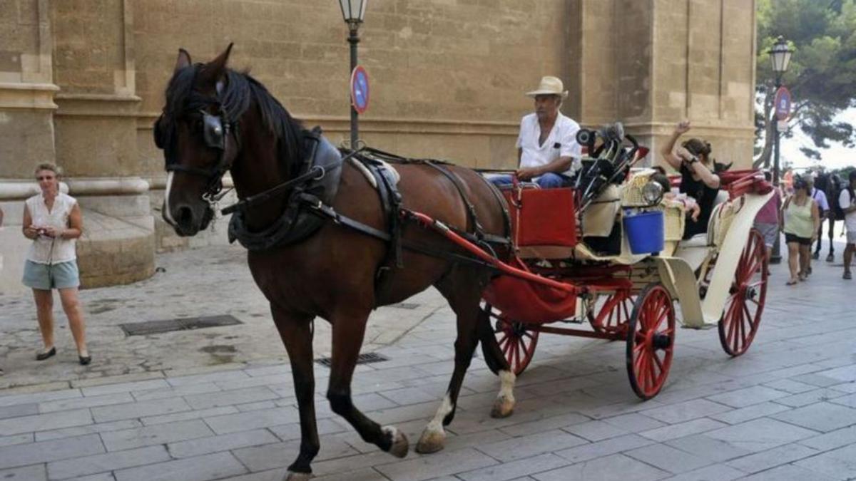 Una galera circula frente a la Seu.