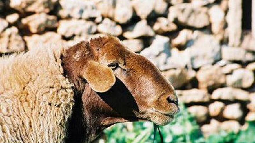 Analizan genes de oveja Roja Mallorquina para aumentar la rentabilidad ganadera