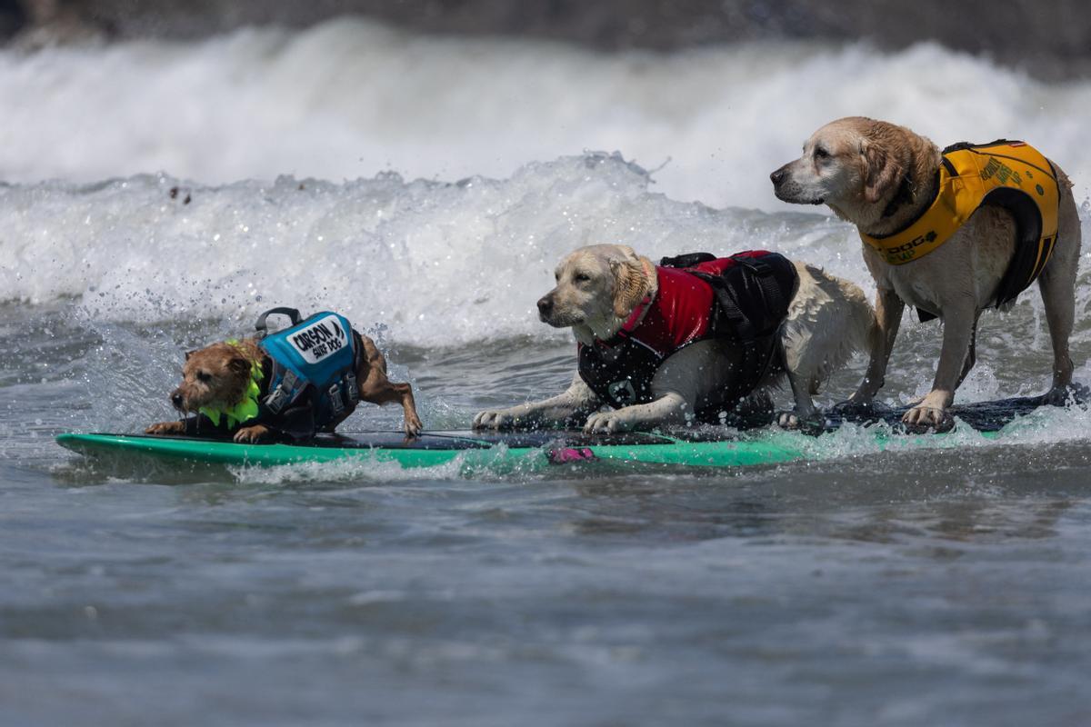 Hicieron un torneo de perros surfistas en California