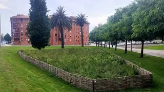Moreda luce unos minibosques a la japonesa... pero con imagen muy asturiana