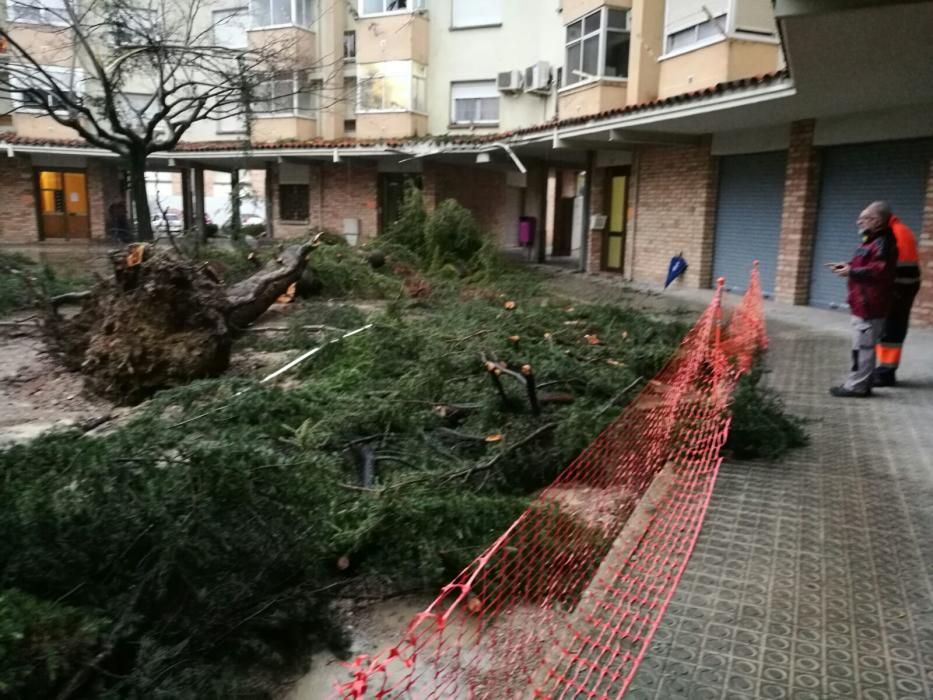 La pluja tomba un gran arbre al barri de la Font