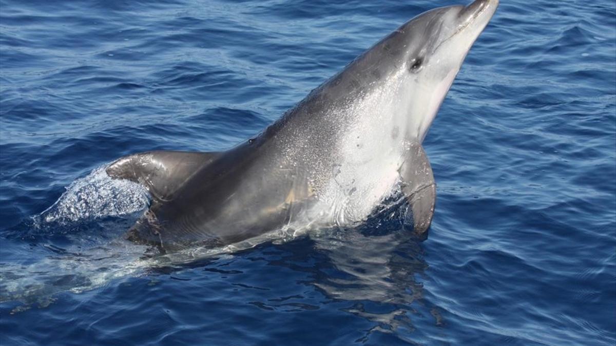 Delfín mular en el corredor de cetáceos del Mediterráneo