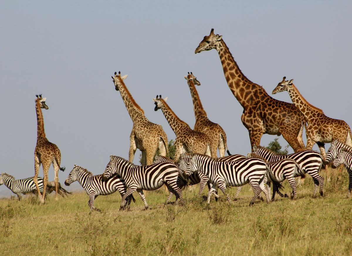 Un grupo de jirafas y cebras en la sabana.