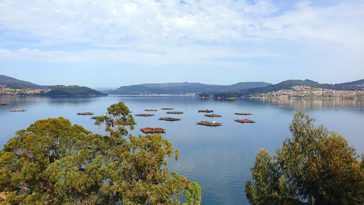 Vista de la ensenada de San Simón, la isla y las bateas, en Rande.