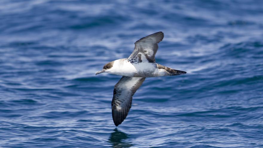 Más del 90 % de las crías de pardela de Canarias y Azores tiene plástico en el estómago