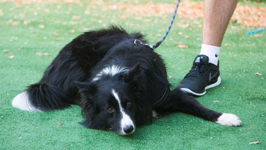 Un ejemplar de border collie, como el de la imagen, está siendo adiestrado para detectar el cáncer de próstata en la orina