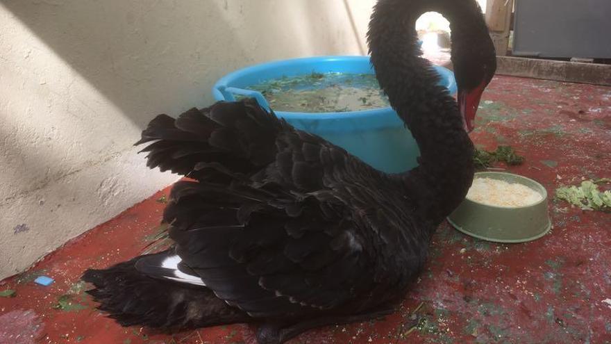 El Centro de Recuperación de Aves de Tafira acoge al cisne negro localizado en Melenara